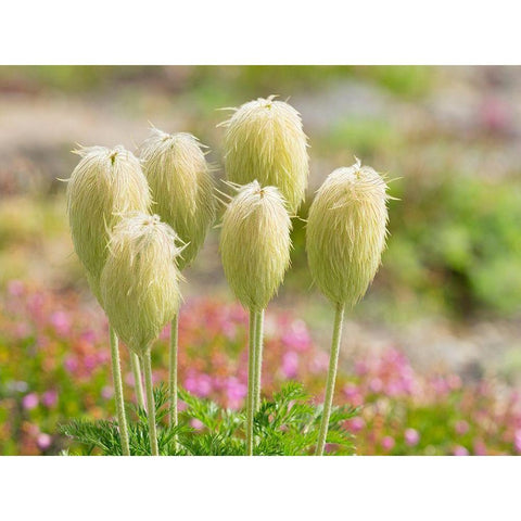 WA-Mount Rainier National Park-Pasqueflower seed head (Anemone occidentalis) Black Modern Wood Framed Art Print by Wild, Jamie and Judy