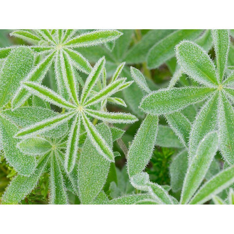 WA-Mount Rainier National Park-Subalpine Lupine leaves and dew (Lupinus latifolius) Gold Ornate Wood Framed Art Print with Double Matting by Wild, Jamie and Judy