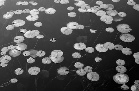 WA-Phantom Lake-Lilly Pads White Modern Wood Framed Art Print with Double Matting by Wild, Jamie and Judy