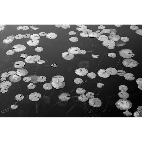 WA-Phantom Lake-Lilly Pads Gold Ornate Wood Framed Art Print with Double Matting by Wild, Jamie and Judy