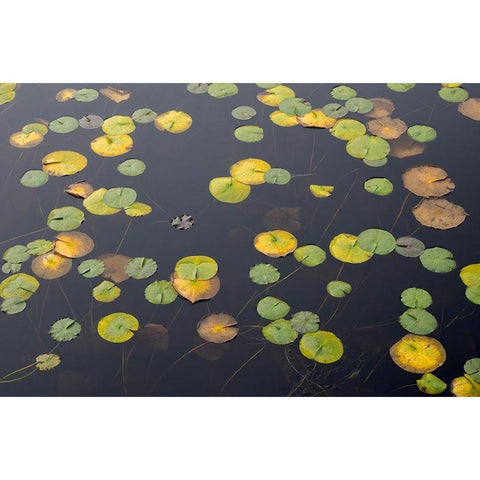 WA-Phantom Lake-Lilly Pads Black Modern Wood Framed Art Print by Wild, Jamie and Judy