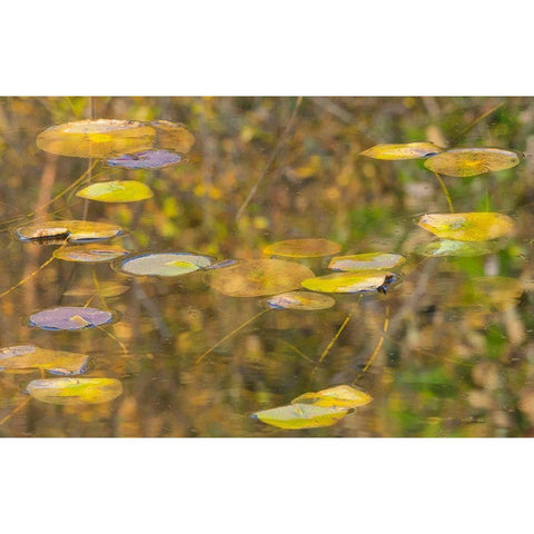WA-Phantom Lake-Lilly Pads Black Modern Wood Framed Art Print by Wild, Jamie and Judy