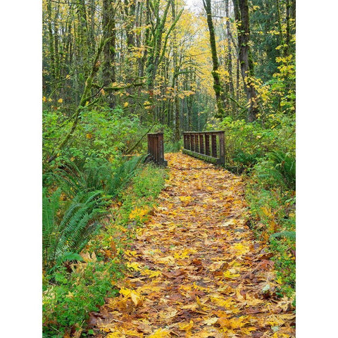 WA-Tiger Mountain-Leaf covered trail Black Modern Wood Framed Art Print with Double Matting by Wild, Jamie and Judy