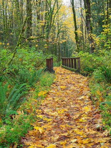 WA-Tiger Mountain-Leaf covered trail White Modern Wood Framed Art Print with Double Matting by Wild, Jamie and Judy