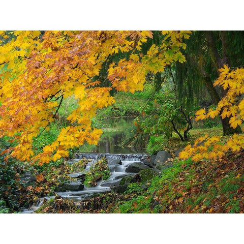 WA-Redmond-Stream and Autumn color Black Modern Wood Framed Art Print by Wild, Jamie and Judy