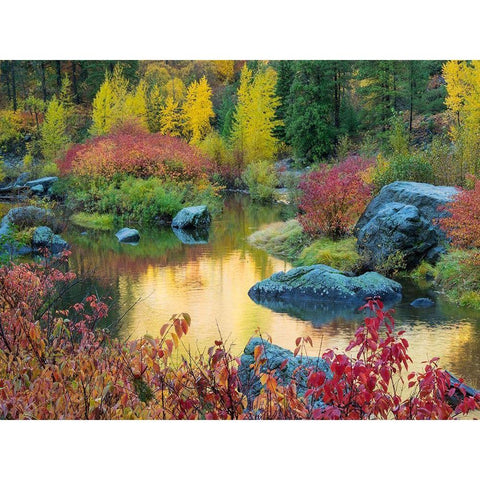 WA-Tumwater Canyon-Autumn reflection White Modern Wood Framed Art Print by Wild, Jamie and Judy