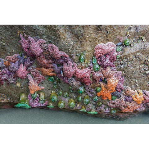 WA-Olympic National Park-Second Beach-Ochre Sear Stars and Giant Green Anemones Gold Ornate Wood Framed Art Print with Double Matting by Wild, Jamie and Judy
