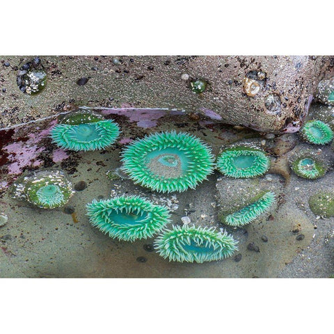 WA-Olympic National Park-Second Beach-Giant Green Anemones Black Modern Wood Framed Art Print by Wild, Jamie and Judy