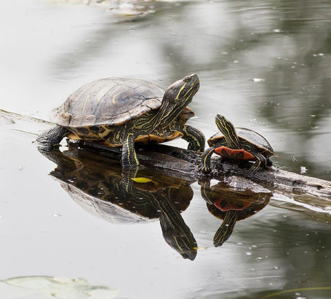 Washington State-Lake Washington Painted turtles on log White Modern Wood Framed Art Print with Double Matting by Wild, Jamie and Judy