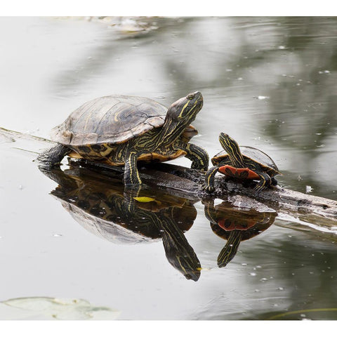 Washington State-Lake Washington Painted turtles on log Gold Ornate Wood Framed Art Print with Double Matting by Wild, Jamie and Judy