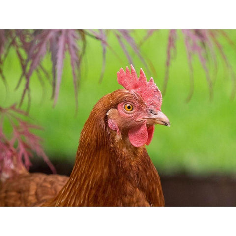 Washington State-ISA Brown chicken White Modern Wood Framed Art Print by Wild, Jamie and Judy