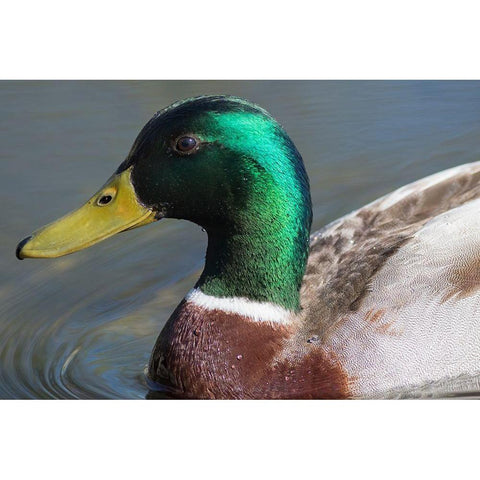 Washington State-Redmond-Lake Sammamish Male mallard duck Black Modern Wood Framed Art Print by Wild, Jamie and Judy