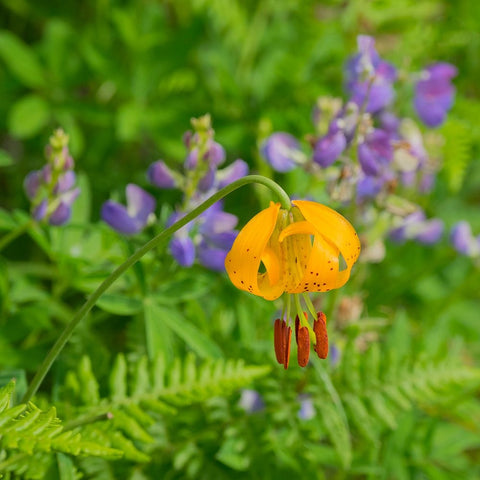 Washington State-Central Cascades-Columbia Tiger Lily and Subalpine Lupine Black Ornate Wood Framed Art Print with Double Matting by Wild, Jamie and Judy