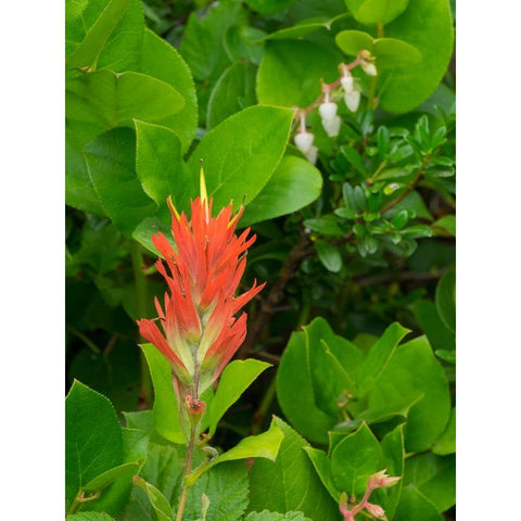 Washington State-Central Cascades-Magenta Paintbrush Black Modern Wood Framed Art Print by Wild, Jamie and Judy