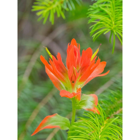 Washington State-Central Cascades-Magenta Paintbrush Black Modern Wood Framed Art Print with Double Matting by Wild, Jamie and Judy