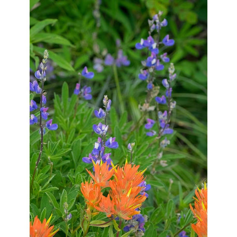Washington State-Central Cascades-Hairy Paintbrush and Subalpine Lupine White Modern Wood Framed Art Print by Wild, Jamie and Judy