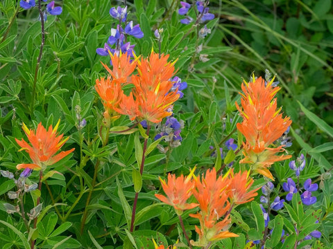 Washington State-Central Cascades-Hairy Paintbrush and Subalpine Lupine White Modern Wood Framed Art Print with Double Matting by Wild, Jamie and Judy