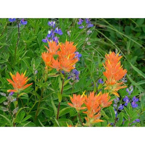Washington State-Central Cascades-Hairy Paintbrush and Subalpine Lupine Gold Ornate Wood Framed Art Print with Double Matting by Wild, Jamie and Judy