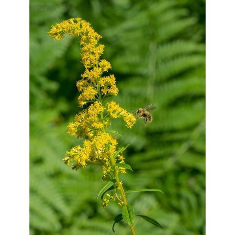 Washington State-Central Cascades-Canada Goldenrod and Bumble Bee Black Modern Wood Framed Art Print with Double Matting by Wild, Jamie and Judy