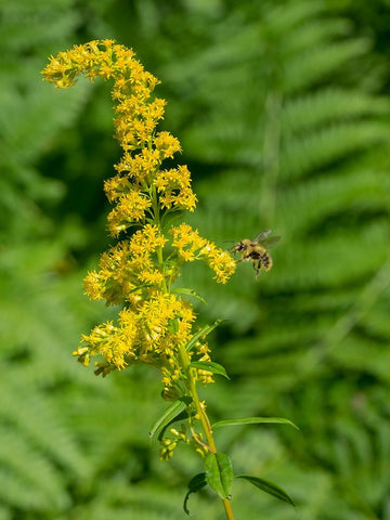 Washington State-Central Cascades-Canada Goldenrod and Bumble Bee Black Ornate Wood Framed Art Print with Double Matting by Wild, Jamie and Judy