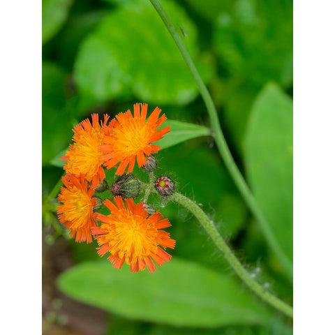 Washington State-Central Cascades-Orange Hawkweed-Hieracium aurantiacum Black Modern Wood Framed Art Print with Double Matting by Wild, Jamie and Judy