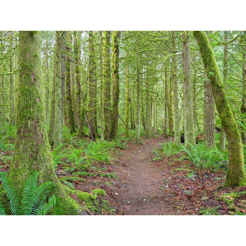 Washington State-Tiger Mountain-Trail through Moss covered trees Black Modern Wood Framed Art Print with Double Matting by Wild, Jamie and Judy