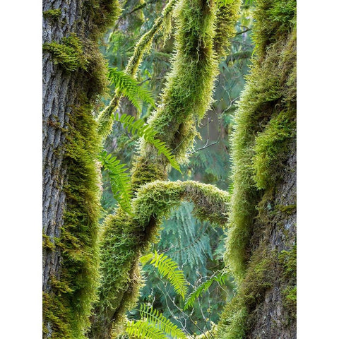 Washington State-Tiger Mountain-Moss covered fir trees Black Modern Wood Framed Art Print by Wild, Jamie and Judy