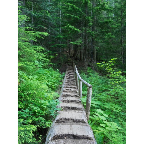Washington State-Central Cascades-Old Fir tree bridge-on trail to Annette Lake Black Modern Wood Framed Art Print by Wild, Jamie and Judy