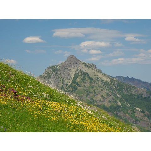 Washington State-Central Cascades-Rampart Ridge-Alta Mountain and wildflowers White Modern Wood Framed Art Print by Wild, Jamie and Judy