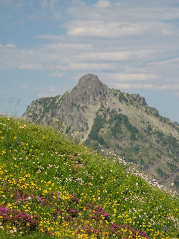 Washington State-Central Cascades-Rampart Ridge-Alta Mountain and wildflowers White Modern Wood Framed Art Print with Double Matting by Wild, Jamie and Judy