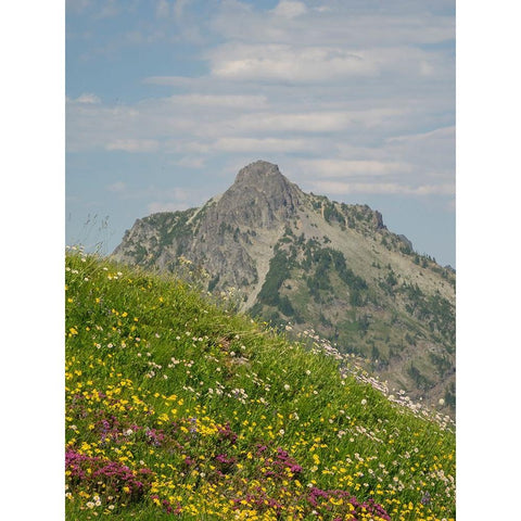 Washington State-Central Cascades-Rampart Ridge-Alta Mountain and wildflowers Black Modern Wood Framed Art Print by Wild, Jamie and Judy