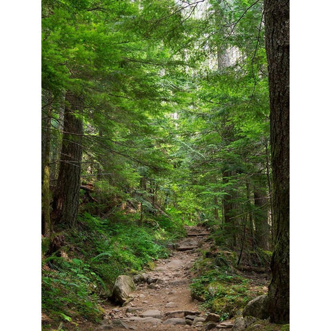 Washington State-Central Cascades-Granite Mountain trail Black Modern Wood Framed Art Print by Wild, Jamie and Judy