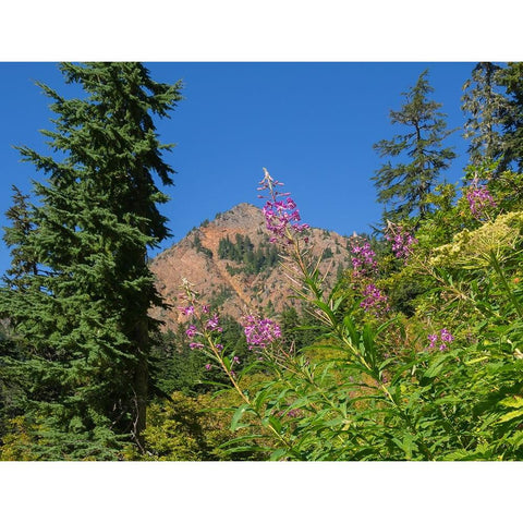 Washington State-Central Cascades-Fireweed and Red Mountain Black Modern Wood Framed Art Print by Wild, Jamie and Judy