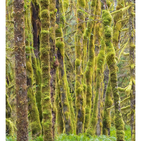 Washington State-Central Cascades-Moss covered Red Alder forest Black Modern Wood Framed Art Print by Wild, Jamie and Judy