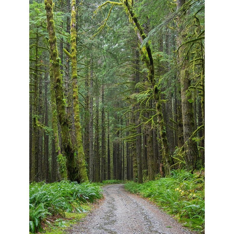 Washington State-Central Cascades-Forest Road 5620-Moss covered Red Alder forest White Modern Wood Framed Art Print by Wild, Jamie and Judy
