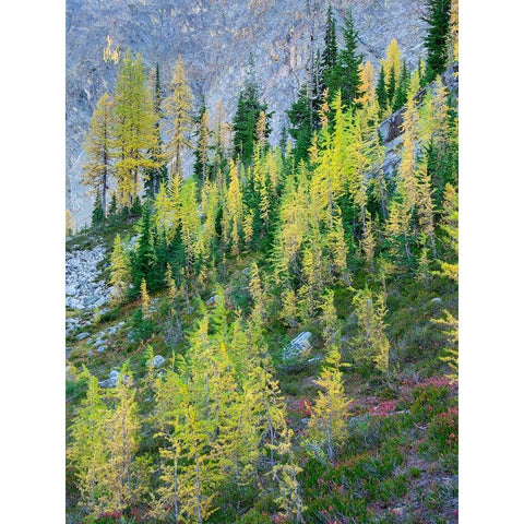 Washington State-North Cascades-Larch and Fir Trees Black Modern Wood Framed Art Print by Wild, Jamie and Judy