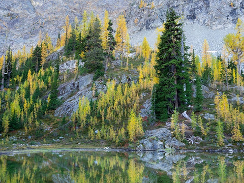 Washington State-North Cascades-Alpine Pond with Larch and Fir trees White Modern Wood Framed Art Print with Double Matting by Wild, Jamie and Judy