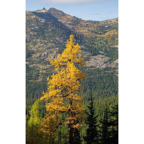 Washington State-North Cascades-Golden larch tree White Modern Wood Framed Art Print by Wild, Jamie and Judy