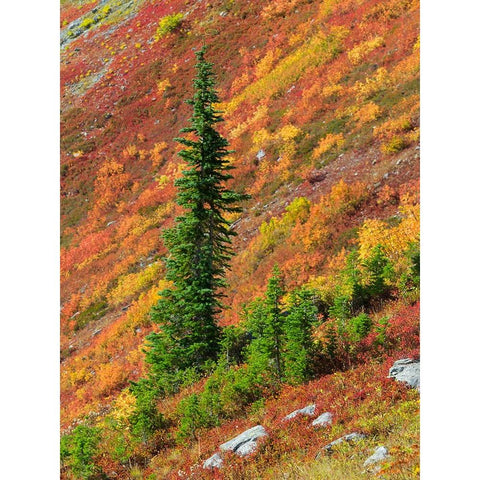Washington State-North Cascades-Alpine Fir tree and fall color Black Modern Wood Framed Art Print by Wild, Jamie and Judy