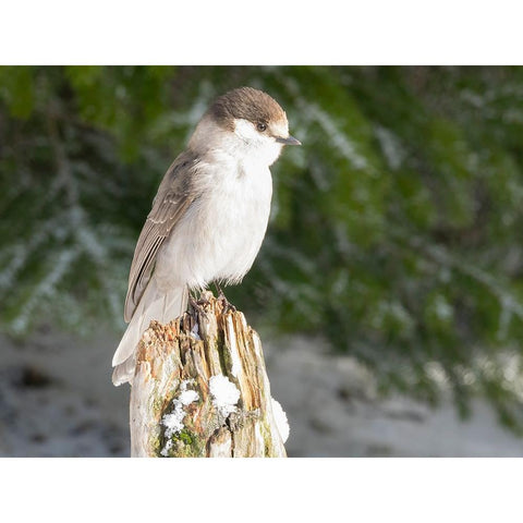 Washington State-Tiger Mountain Gray jay Black Modern Wood Framed Art Print by Wild, Jamie and Judy