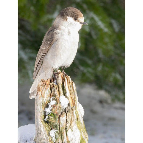 Washington State-Tiger Mountain Gray jay Gold Ornate Wood Framed Art Print with Double Matting by Wild, Jamie and Judy