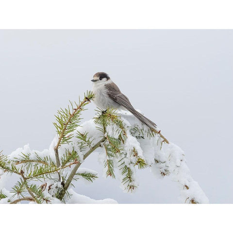 Washington State-Tiger Mountain Gray jay Black Modern Wood Framed Art Print with Double Matting by Wild, Jamie and Judy