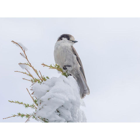 Washington State-Tiger Mountain Gray jay Black Modern Wood Framed Art Print by Wild, Jamie and Judy