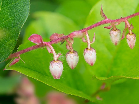 Washington State-Salal flowers White Modern Wood Framed Art Print with Double Matting by Wild, Jamie and Judy
