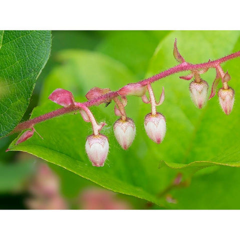 Washington State-Salal flowers Black Modern Wood Framed Art Print by Wild, Jamie and Judy
