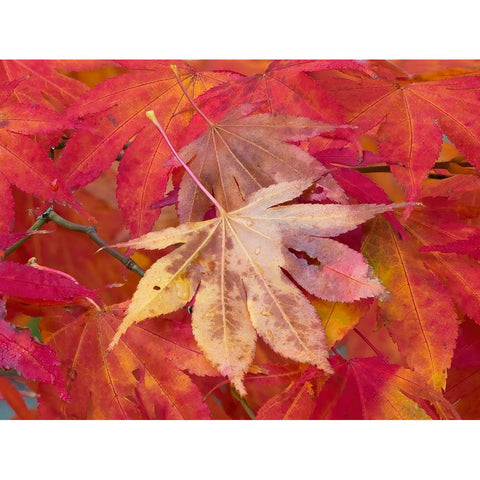 Washington State-Maple leaves Gold Ornate Wood Framed Art Print with Double Matting by Wild, Jamie and Judy