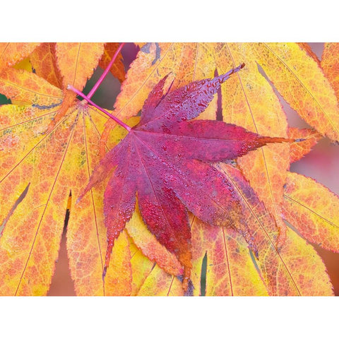 Washington State-Maple leaves White Modern Wood Framed Art Print by Wild, Jamie and Judy