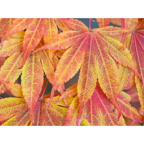 Washington State-Maple leaves White Modern Wood Framed Art Print by Wild, Jamie and Judy