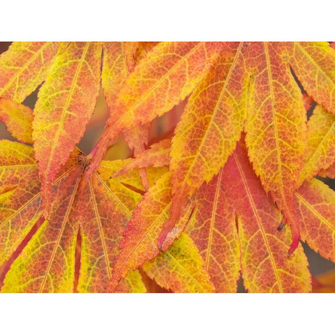 Washington State-Maple leaves Gold Ornate Wood Framed Art Print with Double Matting by Wild, Jamie and Judy