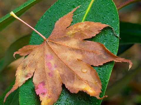 Washington State-Maple Leaf with dew drops White Modern Wood Framed Art Print with Double Matting by Wild, Jamie and Judy